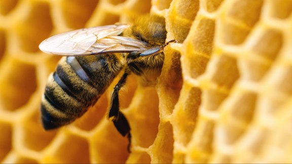 Apiculture : 2021, année noire pour les ruches françaises image