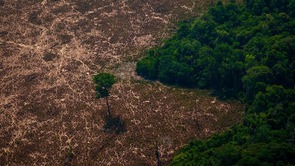 Amazonie, future savane ? La forêt tropicale disparaît toujours plus