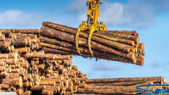 Championne de la déforestation, la Chine a externalisé le massacre des forêts image