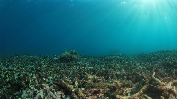 La surchauffe des océans anéantit la biodiversité et déstabilise le climat image