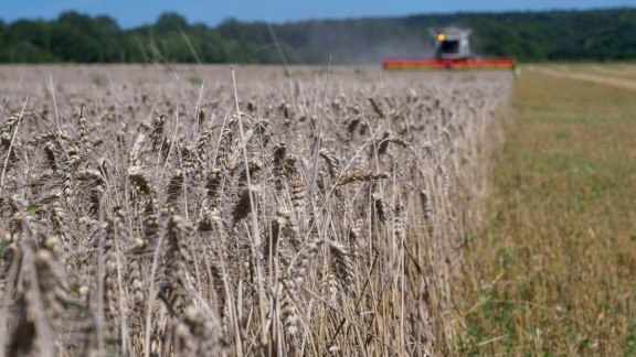 La pire récolte de blé depuis 40 ans : la mondialisation achève nos agriculteurs image