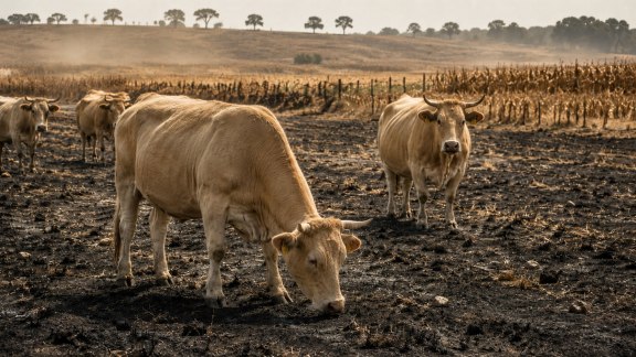 Canicule : des champs grillés aux élevages décimés, le modèle agricole français craque image