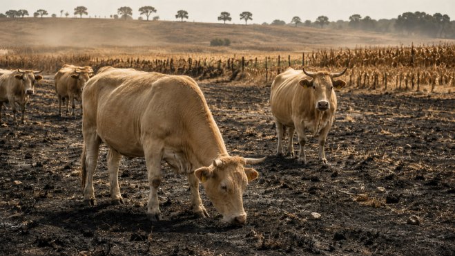 Canicule : des champs grillés aux élevages décimés, le modèle agricole français craque image